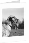 1920s english setter holding retrieved bird in mouth by Anonymous