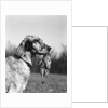 1920s english setter holding retrieved bird in mouth by Anonymous