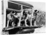 1930s 1939 english setter hunting dogs on tailgate of wood body station wagon automobile by Anonymous