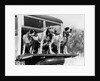 1930s 1939 english setter hunting dogs on tailgate of wood body station wagon automobile by Anonymous