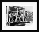 1930s 1939 english setter hunting dogs on tailgate of wood body station wagon automobile by Anonymous