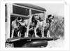 1930s 1939 english setter hunting dogs on tailgate of wood body station wagon automobile by Anonymous