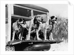 1930s 1939 english setter hunting dogs on tailgate of wood body station wagon automobile by Anonymous