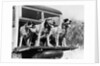 1930s 1939 english setter hunting dogs on tailgate of wood body station wagon automobile by Anonymous