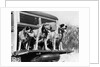 1930s 1939 english setter hunting dogs on tailgate of wood body station wagon automobile by Anonymous