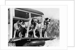 1930s 1939 english setter hunting dogs on tailgate of wood body station wagon automobile by Anonymous