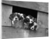 1920s 1930s group of english setter pups with heads sticking out of opening in kennel looking at camera by Anonymous