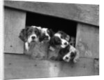 1920s 1930s group of english setter pups with heads sticking out of opening in kennel looking at camera by Anonymous