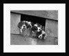 1920s 1930s group of english setter pups with heads sticking out of opening in kennel looking at camera by Anonymous
