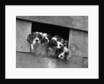 1920s 1930s group of english setter pups with heads sticking out of opening in kennel looking at camera by Anonymous