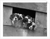 1920s 1930s group of english setter pups with heads sticking out of opening in kennel looking at camera by Anonymous