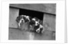 1920s 1930s group of english setter pups with heads sticking out of opening in kennel looking at camera by Anonymous