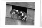 1920s 1930s group of english setter pups with heads sticking out of opening in kennel looking at camera by Anonymous