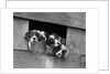 1920s 1930s group of english setter pups with heads sticking out of opening in kennel looking at camera by Anonymous