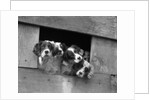 1920s 1930s group of english setter pups with heads sticking out of opening in kennel looking at camera by Anonymous