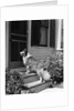 1930s rough scotch collie dog standing on back doorstep of house waiting to be let in by Anonymous