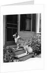 1930s rough scotch collie dog standing on back doorstep of house waiting to be let in by Anonymous