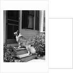 1930s rough scotch collie dog standing on back doorstep of house waiting to be let in by Anonymous