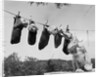 1950s mother cocker spaniel tending her 4 puppies hanging in socks on a laundry clothesline by Anonymous