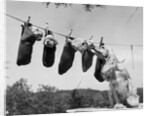 1950s mother cocker spaniel tending her 4 puppies hanging in socks on a laundry clothesline by Anonymous