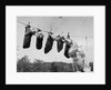1950s mother cocker spaniel tending her 4 puppies hanging in socks on a laundry clothesline by Anonymous
