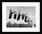 1950s mother cocker spaniel tending her 4 puppies hanging in socks on a laundry clothesline by Anonymous