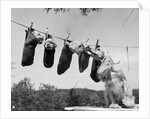 1950s mother cocker spaniel tending her 4 puppies hanging in socks on a laundry clothesline by Anonymous
