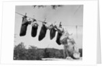 1950s mother cocker spaniel tending her 4 puppies hanging in socks on a laundry clothesline by Anonymous
