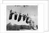 1950s mother cocker spaniel tending her 4 puppies hanging in socks on a laundry clothesline by Anonymous