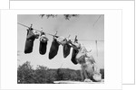 1950s mother cocker spaniel tending her 4 puppies hanging in socks on a laundry clothesline by Anonymous