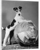 1940s terrier in playful pose front paws up on large ball ready to play by Anonymous