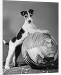 1940s terrier in playful pose front paws up on large ball ready to play by Anonymous