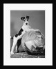 1940s terrier in playful pose front paws up on large ball ready to play by Anonymous