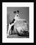 1940s terrier in playful pose front paws up on large ball ready to play by Anonymous