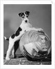 1940s terrier in playful pose front paws up on large ball ready to play by Anonymous