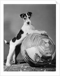 1940s terrier in playful pose front paws up on large ball ready to play by Anonymous
