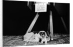 1930s 1940s wire fox terrier dog lying curled up on oriental carpet under table looking at camera by Anonymous
