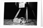 1930s 1940s wire fox terrier dog lying curled up on oriental carpet under table looking at camera by Anonymous