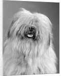 1960s portrait of old english sheepdog with hair covering eyes & tongue barely hanging out looking at camera by Anonymous