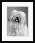1960s portrait of old english sheepdog with hair covering eyes & tongue barely hanging out looking at camera by Anonymous