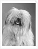 1960s portrait of old english sheepdog with hair covering eyes & tongue barely hanging out looking at camera by Anonymous