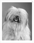 1960s portrait of old english sheepdog with hair covering eyes & tongue barely hanging out looking at camera by Anonymous