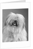 1960s portrait of old english sheepdog with hair covering eyes & tongue barely hanging out looking at camera by Anonymous