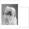 1960s portrait of old english sheepdog with hair covering eyes & tongue barely hanging out looking at camera by Anonymous