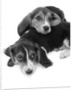 1960s two adorable sad eyed beagle puppies lying one on top the other by Anonymous