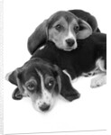 1960s two adorable sad eyed beagle puppies lying one on top the other by Anonymous
