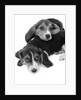 1960s two adorable sad eyed beagle puppies lying one on top the other by Anonymous