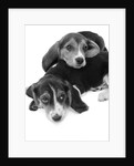 1960s two adorable sad eyed beagle puppies lying one on top the other by Anonymous