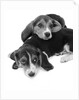 1960s two adorable sad eyed beagle puppies lying one on top the other by Anonymous