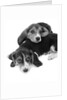 1960s two adorable sad eyed beagle puppies lying one on top the other by Anonymous